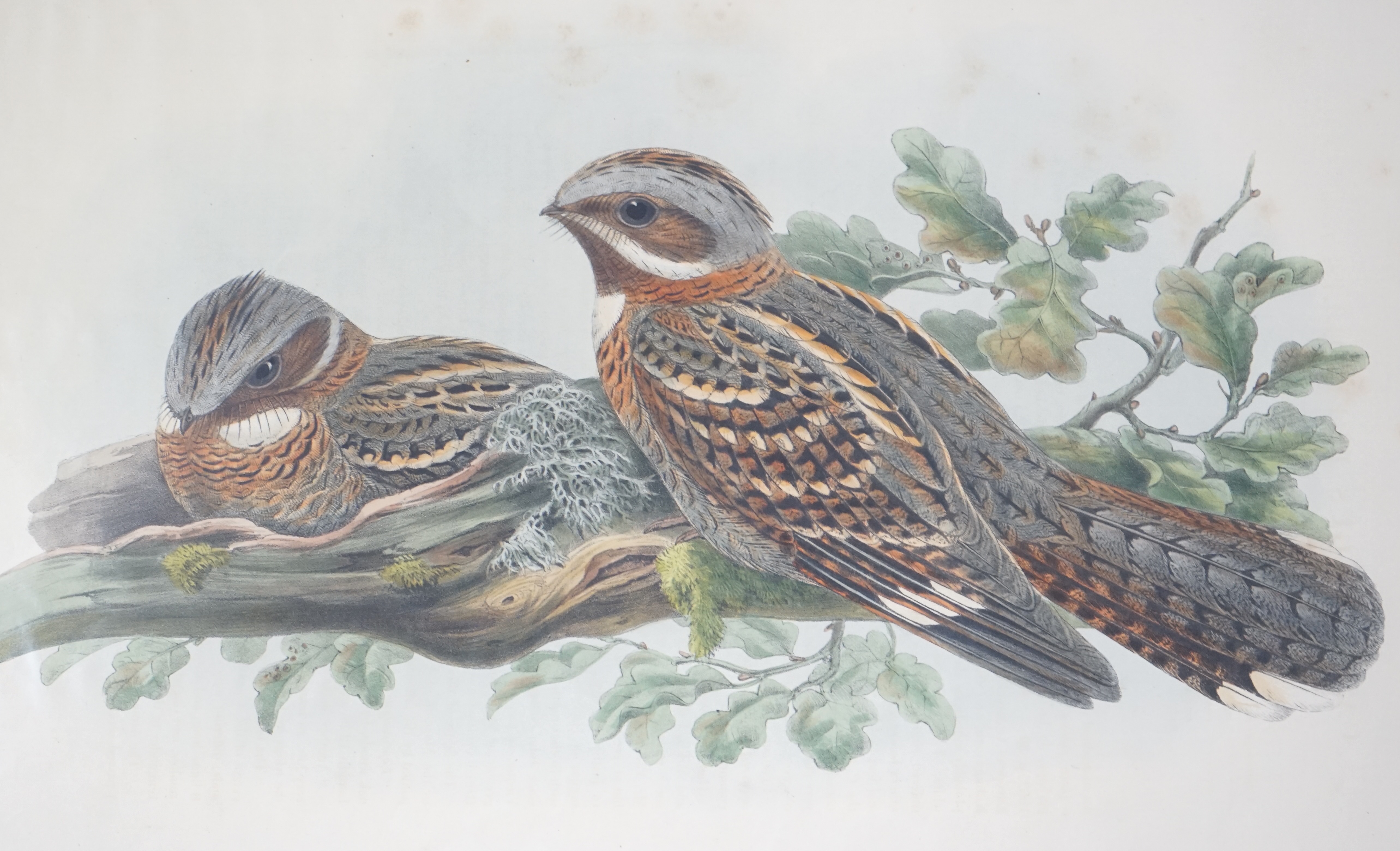 Walter & Cohn after Wolf and Richter (John Gould), 24 hand coloured lithographs from Gould's Birds of Great Britain, lithographs with hand-colouring on wove paper, 55 x 36cm, unframed and unmounted